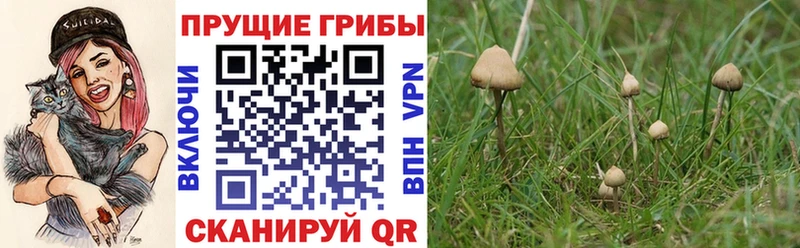 Галлюциногенные грибы GOLDEN TEACHER  купить наркотик  сайты даркнета клад  Щёлково 